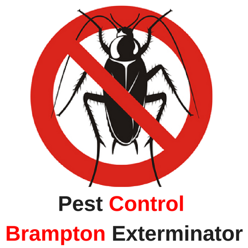 Pest Control Service Pest Control Brampton Exterminator 647 5591740