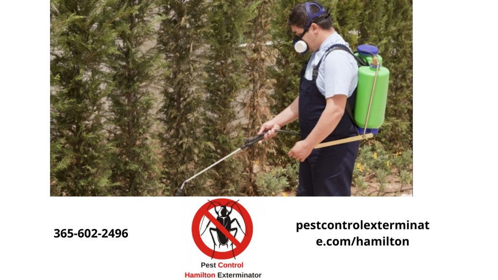 Pest Control Hamilton Exterminator 6475591740 100 Guaranteed